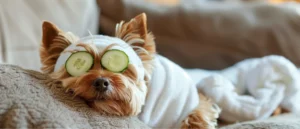 Read more about the article The Secret to Keeping Your Pet’s Coat Shiny and Healthy