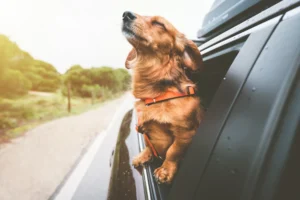 Read more about the article Transform Your Dog’s Travel Experience with This Must-Have Accessory