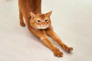 Read more about the article The Future of Pet Grooming: Embracing the Efficiency of a Pet Dryer Machine Box