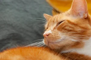 Read more about the article The Pet Grooming Revolution: The Advantages of Using a Large Pet Dryer Box