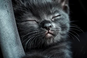 Read more about the article Revolutionizing Pet Grooming: The Smart Pet Dryer Box