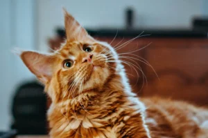 Read more about the article Transform Your Pet's Grooming Routine with a Pet Air Dryer Box