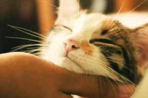 Read more about the article Freshening Up Fido: A Deep Dive into the Pet Hair Dryer Revolution