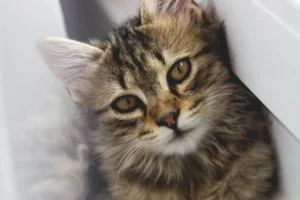 Read more about the article Pet Grooming Reinvented: The Magic of Drying Box Pet Tools