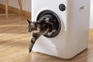 Read more about the article Discover the Best Litter Boxes for Multiple Cats: A Game Changer in Feline Care